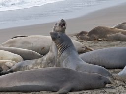 elephant seals